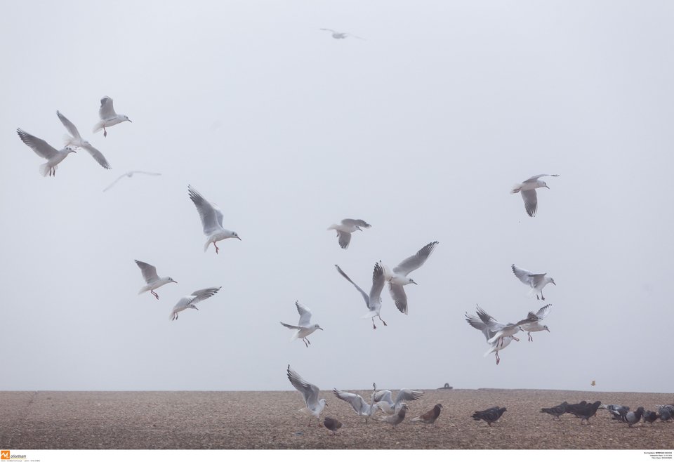 «Αγγελοπουλικό» τοπίο στην ομίχλη η παραλία Θεσσαλονίκης [εντυπωσιακές εικόνες] | iefimerida.gr 7