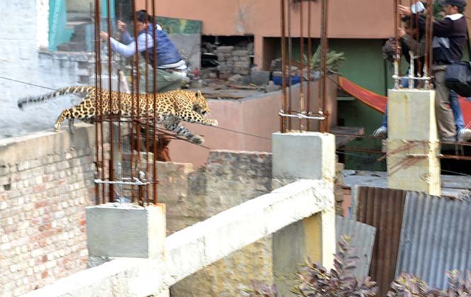 Λεοπάρδαλη έσπειρε τον πανικό στην Ινδία -Εκοβε βόλτες σε κινηματογράφο και νοσοκομείο [εικόνες] | iefimerida.gr 0