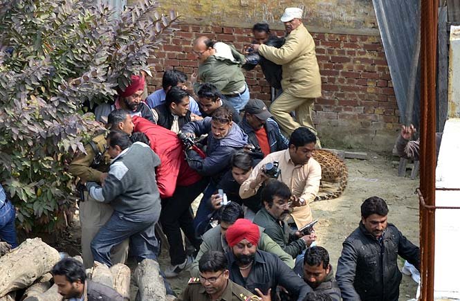 Λεοπάρδαλη έσπειρε τον πανικό στην Ινδία -Εκοβε βόλτες σε κινηματογράφο και νοσοκομείο [εικόνες] | iefimerida.gr 2
