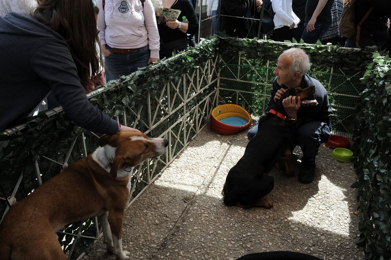 Γιορτή υιοθεσίας αδέσποτων στην πλατεία Κλαυθμώνος