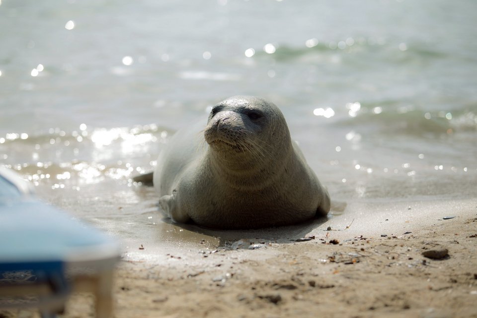 Αρχιπέλαγος: Η «Αργυρώ η Σαμιώτισσα» δεν είναι μασκότ, είναι ένα άγριο ζώο! [εικόνες] | iefimerida.gr 4