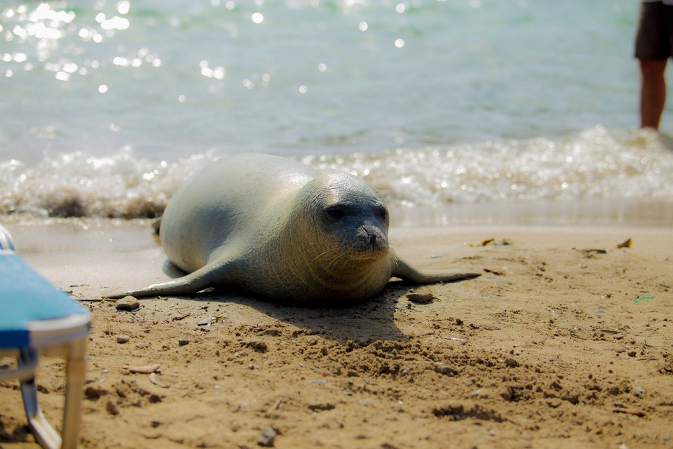 Αρχιπέλαγος: Η «Αργυρώ η Σαμιώτισσα» δεν είναι μασκότ, είναι ένα άγριο ζώο! [εικόνες] | iefimerida.gr 10