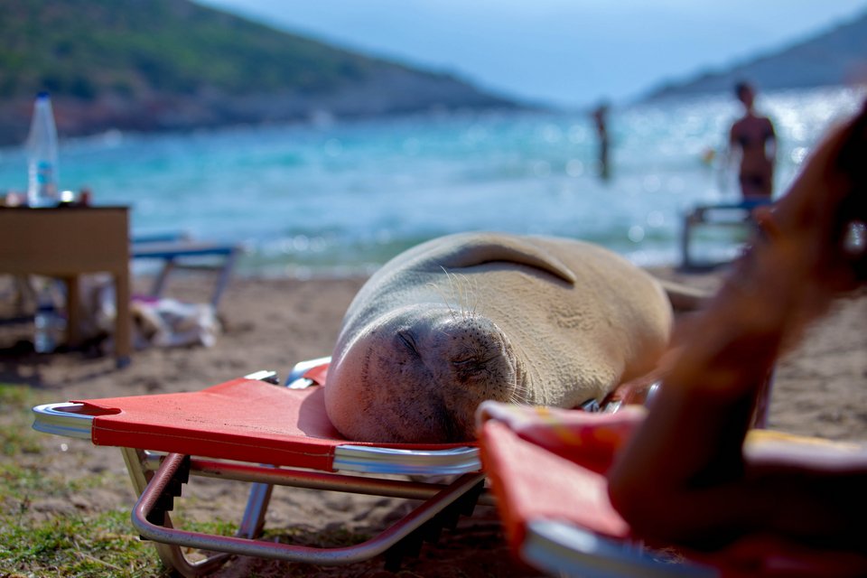 Αρχιπέλαγος: Η «Αργυρώ η Σαμιώτισσα» δεν είναι μασκότ, είναι ένα άγριο ζώο! [εικόνες] | iefimerida.gr 2