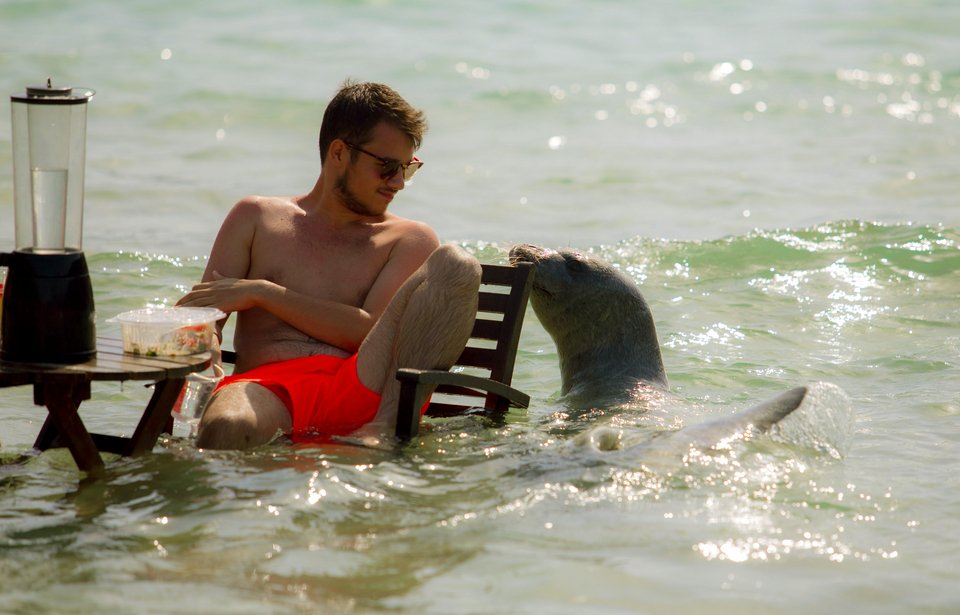 Αρχιπέλαγος: Η «Αργυρώ η Σαμιώτισσα» δεν είναι μασκότ, είναι ένα άγριο ζώο! [εικόνες] | iefimerida.gr 1