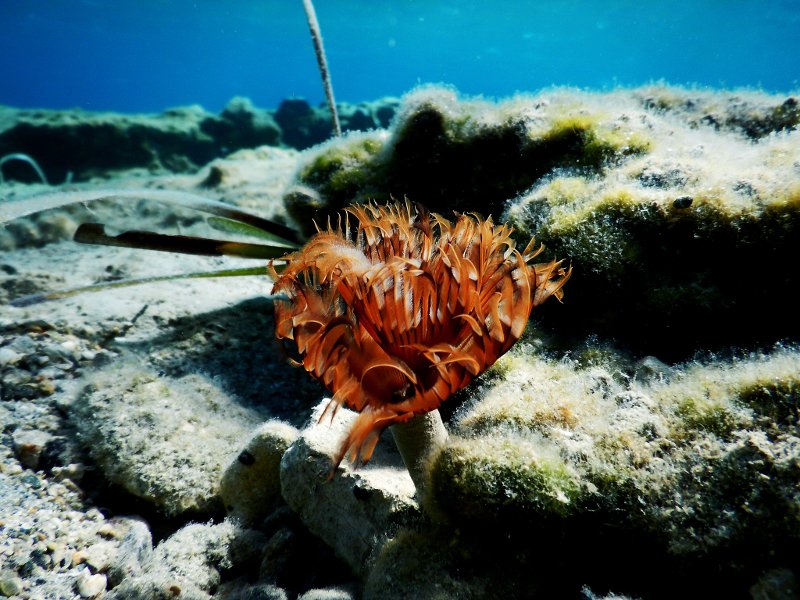 Βουτιές στο «Απέραντο Γαλάζιο» των Κυκλάδων: Καταδύσεις στην Αμοργό [εικόνες] | iefimerida.gr 6