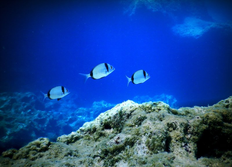 Βουτιές στο «Απέραντο Γαλάζιο» των Κυκλάδων: Καταδύσεις στην Αμοργό [εικόνες] | iefimerida.gr 11