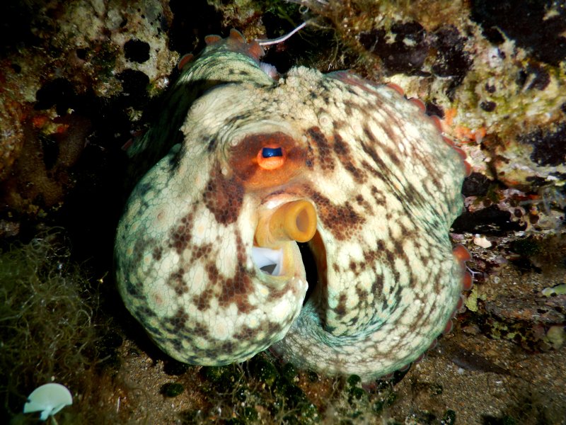 Βουτιές στο «Απέραντο Γαλάζιο» των Κυκλάδων: Καταδύσεις στην Αμοργό [εικόνες] | iefimerida.gr 12