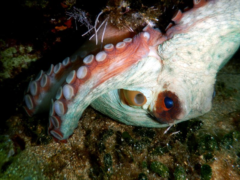 Βουτιές στο «Απέραντο Γαλάζιο» των Κυκλάδων: Καταδύσεις στην Αμοργό [εικόνες] | iefimerida.gr 13