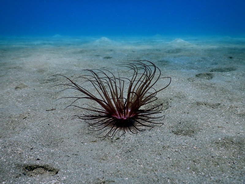 Βουτιές στο «Απέραντο Γαλάζιο» των Κυκλάδων: Καταδύσεις στην Αμοργό [εικόνες] | iefimerida.gr 14