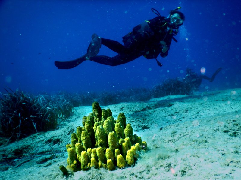 Βουτιές στο «Απέραντο Γαλάζιο» των Κυκλάδων: Καταδύσεις στην Αμοργό [εικόνες] | iefimerida.gr 0