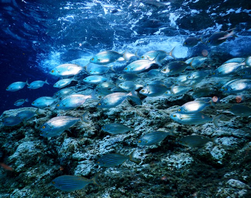 Βουτιές στο «Απέραντο Γαλάζιο» των Κυκλάδων: Καταδύσεις στην Αμοργό [εικόνες] | iefimerida.gr 15