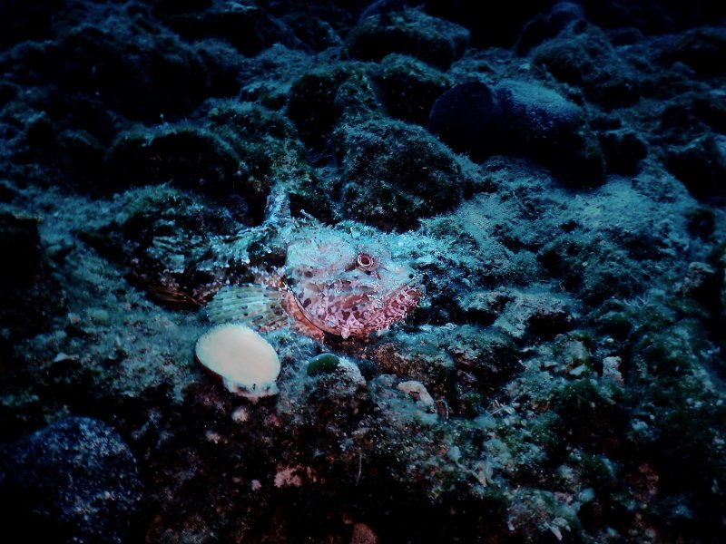 Βουτιές στο «Απέραντο Γαλάζιο» των Κυκλάδων: Καταδύσεις στην Αμοργό [εικόνες] | iefimerida.gr 16