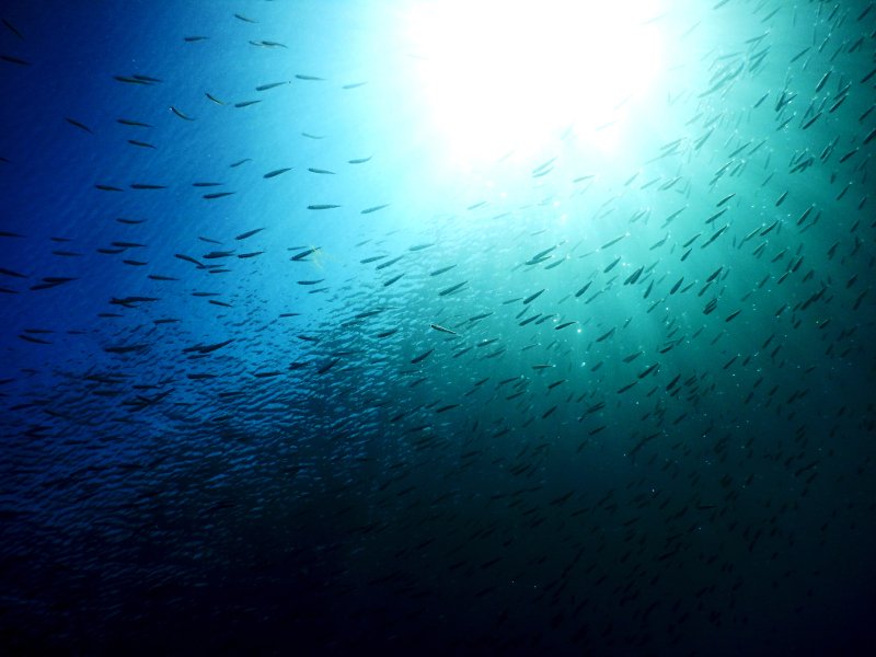 Βουτιές στο «Απέραντο Γαλάζιο» των Κυκλάδων: Καταδύσεις στην Αμοργό [εικόνες] | iefimerida.gr 2