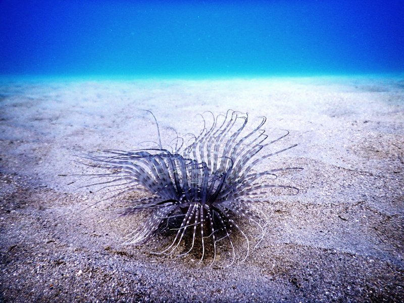 Βουτιές στο «Απέραντο Γαλάζιο» των Κυκλάδων: Καταδύσεις στην Αμοργό [εικόνες] | iefimerida.gr 17