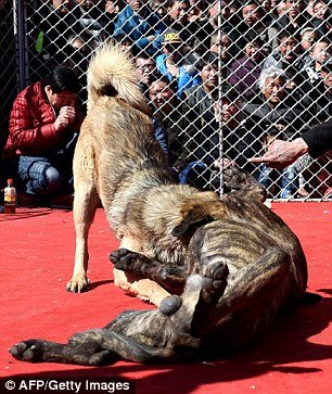 Απαράδεκτο: Στη Βόρεια Κίνα βάζουν τα σκυλιά σε διαγωνισμούς να παλέψουν μέχρι θανάτου [σκληρές εικόνες] | iefimerida.gr 4