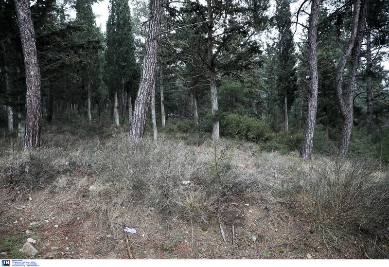 Τραγική εξέλιξη: Νεκρός σε προαύλιο νοσοκομείου στη Θεσσαλονίκη βρέθηκε ο 17χρονος Αλέξανδρος που αγνοείτο [εικόνες] | iefimerida.gr 7