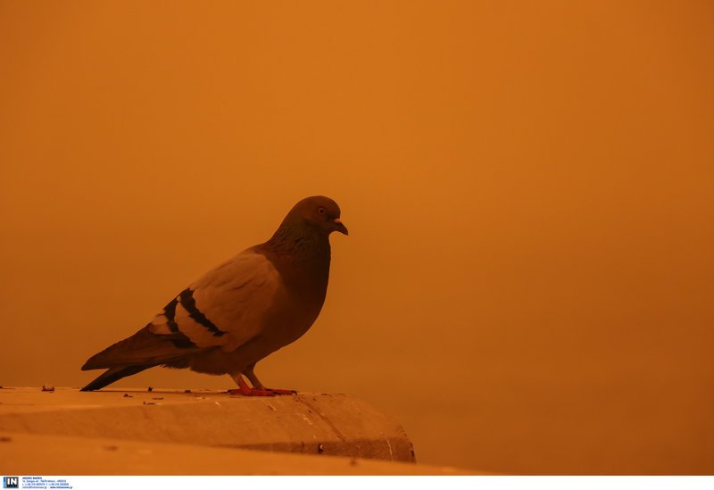 Πρωτοφανείς εικόνες: «Πνίγηκε» η Κρήτη από την αφρικανική σκόνη -Εφτασε μέχρι την Ηλεία [εικόνες & βίντεο] | iefimerida.gr 5