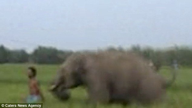 Εξοργισμένος ελέφαντας ποδοπάτησε 50χρονο στην Ινδία [βίντεο] | iefimerida.gr 2