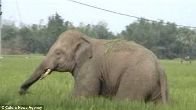 Εξοργισμένος ελέφαντας ποδοπάτησε 50χρονο στην Ινδία [βίντεο] | iefimerida.gr 0