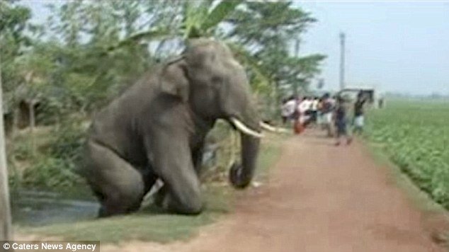 Εξοργισμένος ελέφαντας ποδοπάτησε 50χρονο στην Ινδία [βίντεο] | iefimerida.gr 4