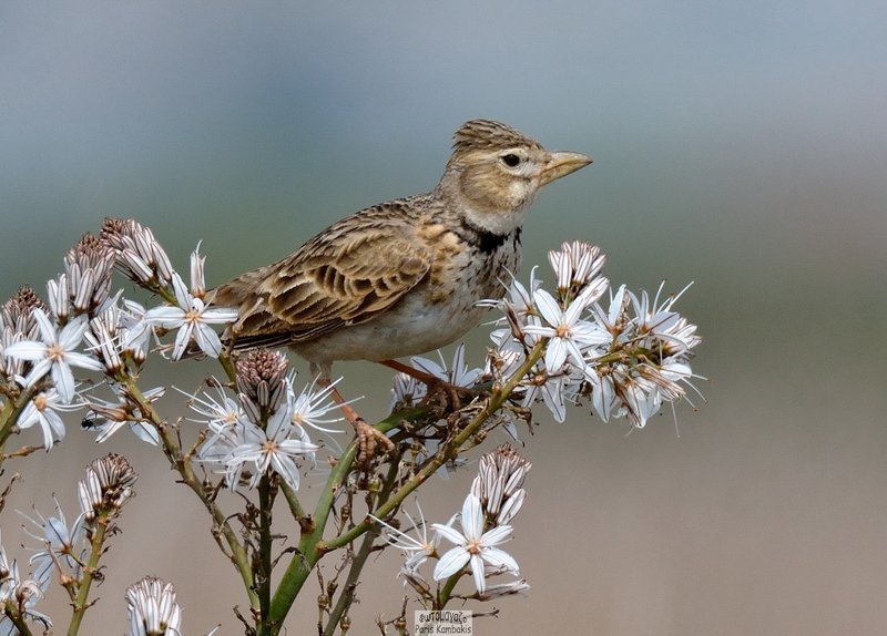 Χρωματιστά και διαφορετικά, τα πουλιά της Θεσσαλονίκης [εικόνες] | iefimerida.gr 2