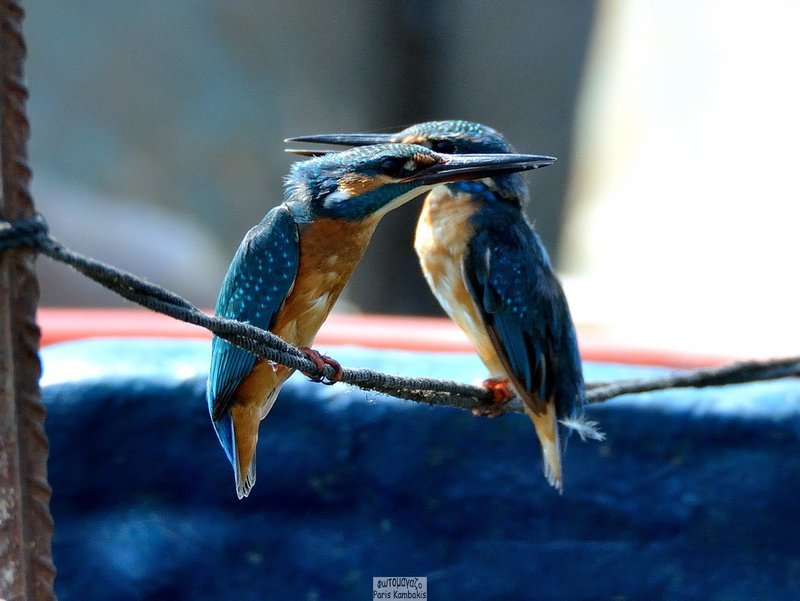 Χρωματιστά και διαφορετικά, τα πουλιά της Θεσσαλονίκης [εικόνες] | iefimerida.gr 3