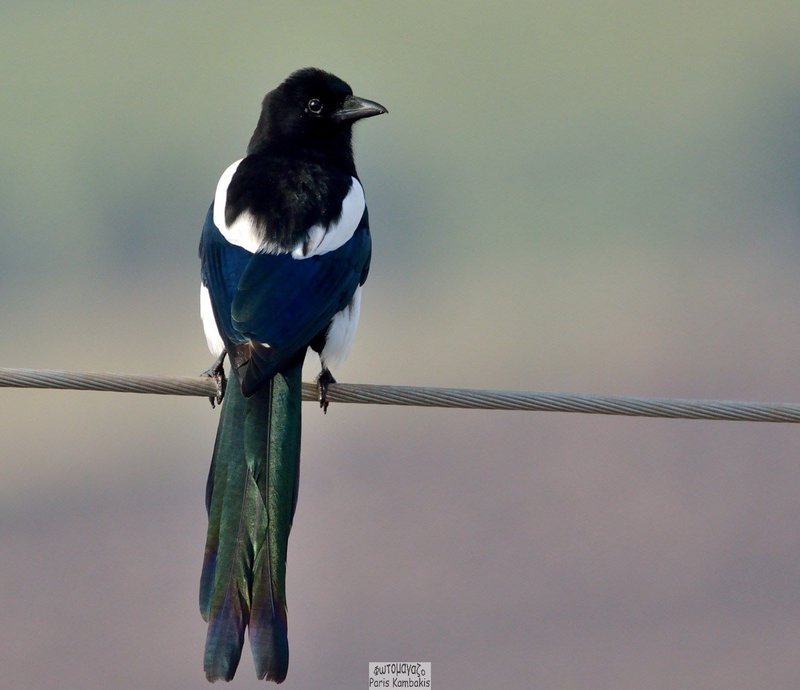 Χρωματιστά και διαφορετικά, τα πουλιά της Θεσσαλονίκης [εικόνες] | iefimerida.gr 1