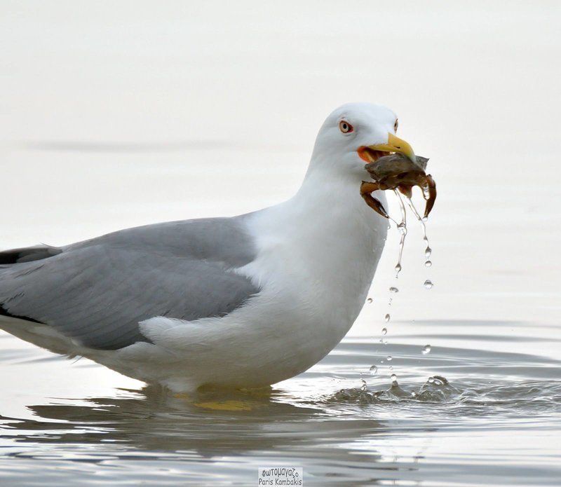 Χρωματιστά και διαφορετικά, τα πουλιά της Θεσσαλονίκης [εικόνες] | iefimerida.gr 0