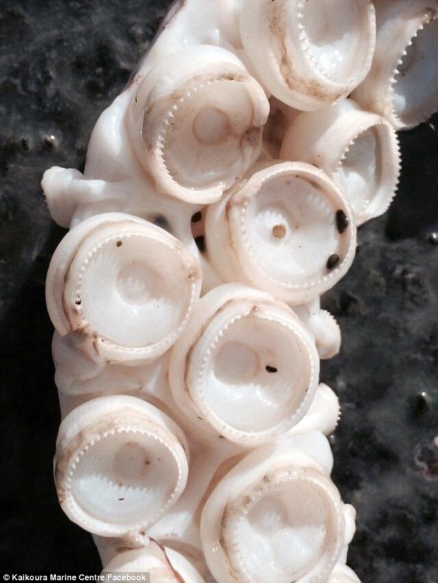 «Ενα κτήνος» - Ξεβράστηκε σε ακτή γιγάντιο καλαμάρι μήκους 7 μέτρων [εικόνες] | iefimerida.gr 2