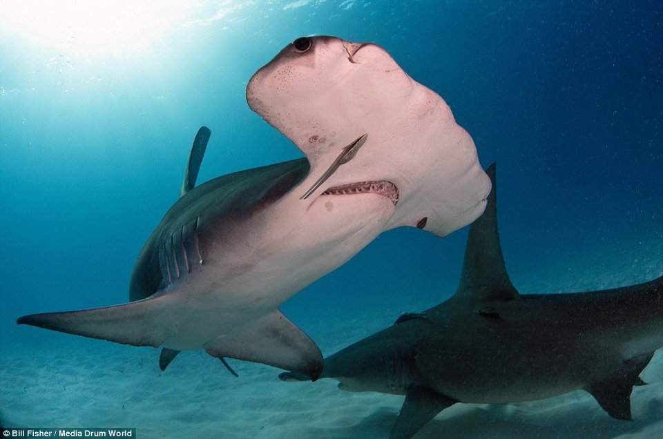 Ο γητευτής των καρχαριών: Ατρόμητος δύτης χαϊδεύει γιγάντιο σφυροκέφαλο [εικόνες] | iefimerida.gr 10