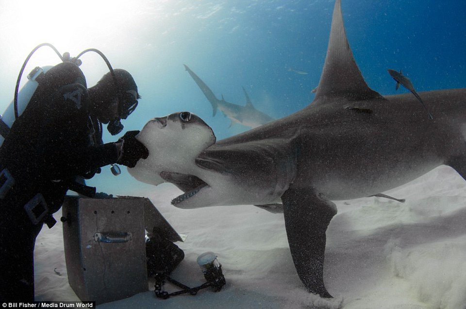 Ο γητευτής των καρχαριών: Ατρόμητος δύτης χαϊδεύει γιγάντιο σφυροκέφαλο [εικόνες] | iefimerida.gr 0