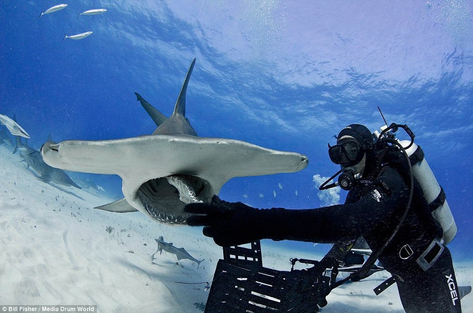 Ο γητευτής των καρχαριών: Ατρόμητος δύτης χαϊδεύει γιγάντιο σφυροκέφαλο [εικόνες] | iefimerida.gr 1