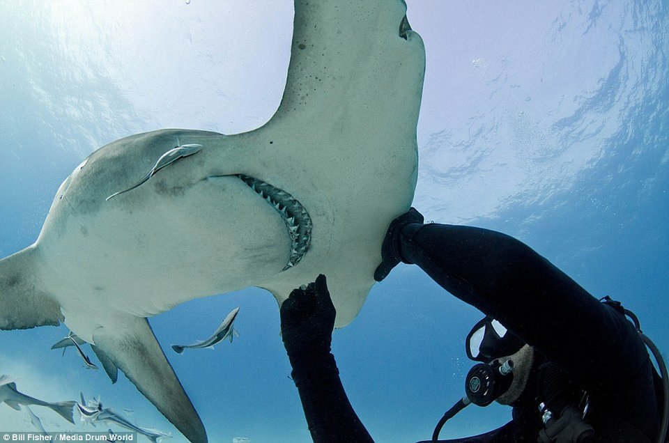 Ο γητευτής των καρχαριών: Ατρόμητος δύτης χαϊδεύει γιγάντιο σφυροκέφαλο [εικόνες] | iefimerida.gr 3