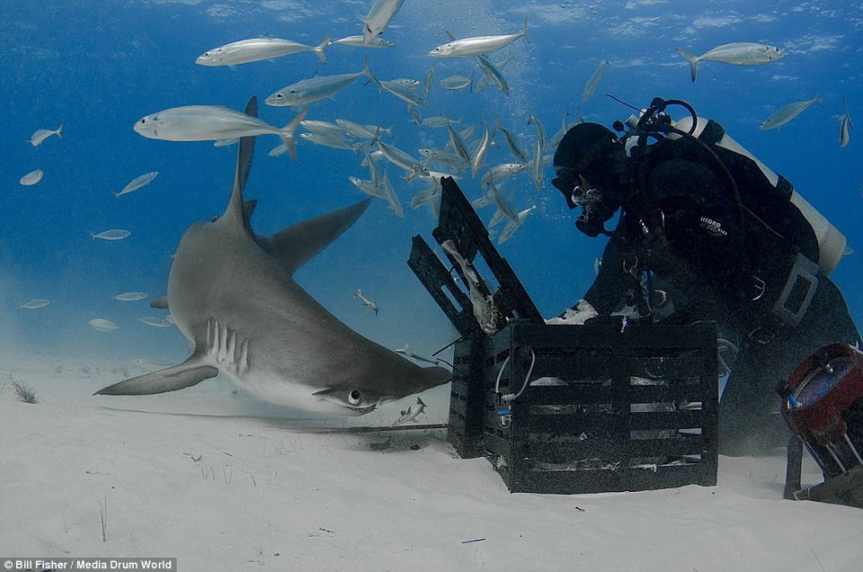 Ο γητευτής των καρχαριών: Ατρόμητος δύτης χαϊδεύει γιγάντιο σφυροκέφαλο [εικόνες] | iefimerida.gr 4