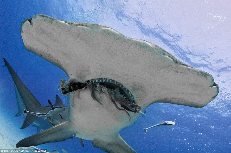 Ο γητευτής των καρχαριών: Ατρόμητος δύτης χαϊδεύει γιγάντιο σφυροκέφαλο [εικόνες] | iefimerida.gr 9