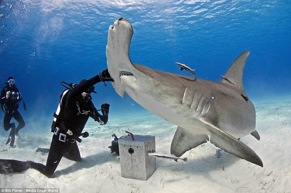 Ο γητευτής των καρχαριών: Ατρόμητος δύτης χαϊδεύει γιγάντιο σφυροκέφαλο [εικόνες] | iefimerida.gr 7