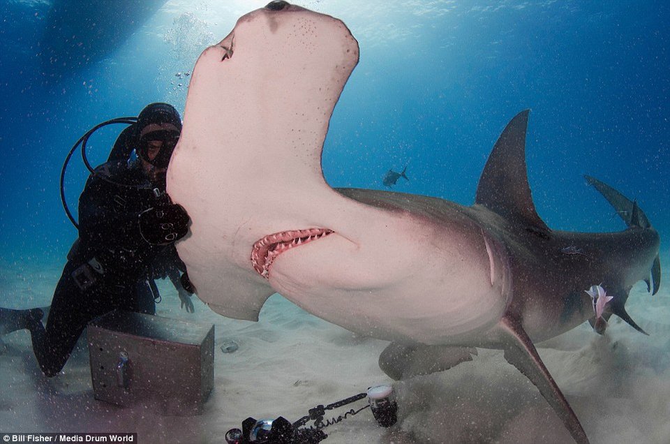 Ο γητευτής των καρχαριών: Ατρόμητος δύτης χαϊδεύει γιγάντιο σφυροκέφαλο [εικόνες] | iefimerida.gr 6