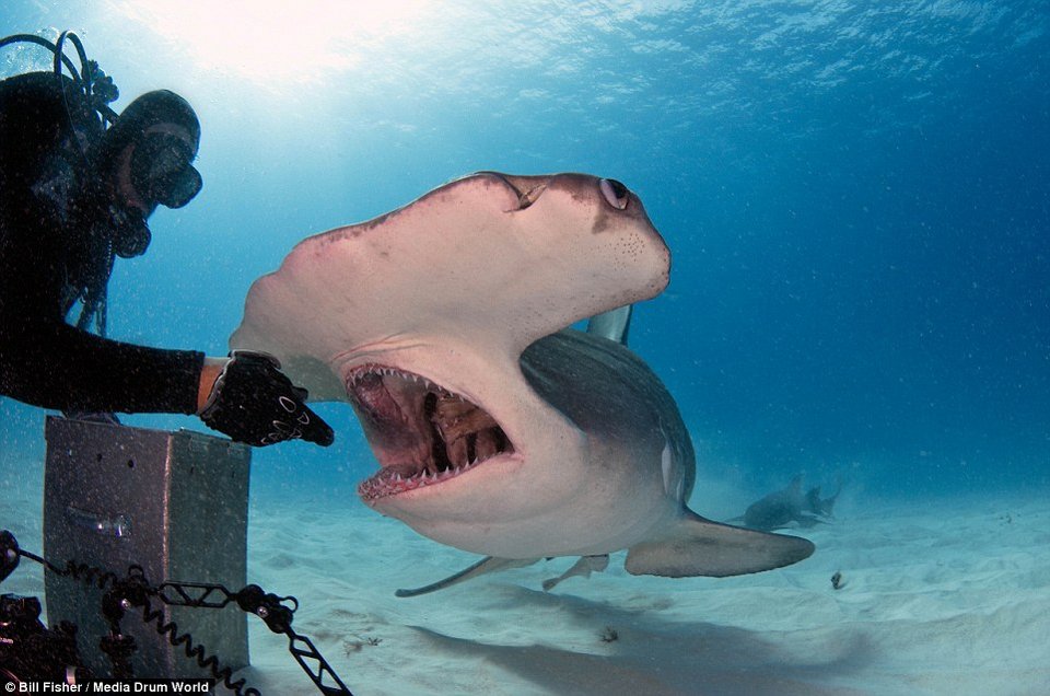 Ο γητευτής των καρχαριών: Ατρόμητος δύτης χαϊδεύει γιγάντιο σφυροκέφαλο [εικόνες] | iefimerida.gr 8