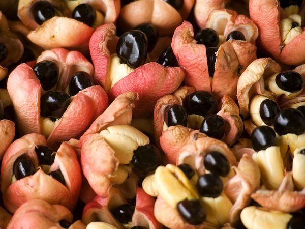 Θανατηφόρα εδέσματα: Σπάνια φαγητά που μπορεί να αποδειχθούν μοιραία [εικόνες] | iefimerida.gr 1