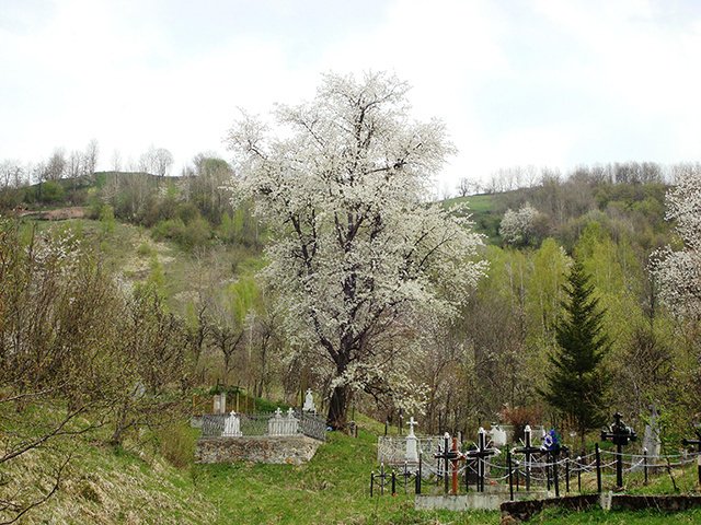 Στη Ρουμανία ξεθάβουν τους συγγενείς τους για να πάρουν λεφτά απο εταιρεία χρυσού [εικόνες] | iefimerida.gr 2