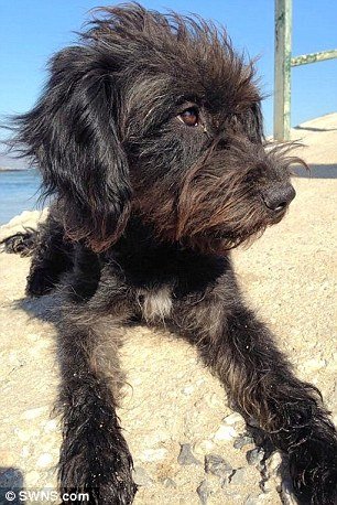 Κρήτη: Αδέσποτο έσωσε Βρετανή και εκείνη το υιοθέτησε [εικόνες] | iefimerida.gr 3