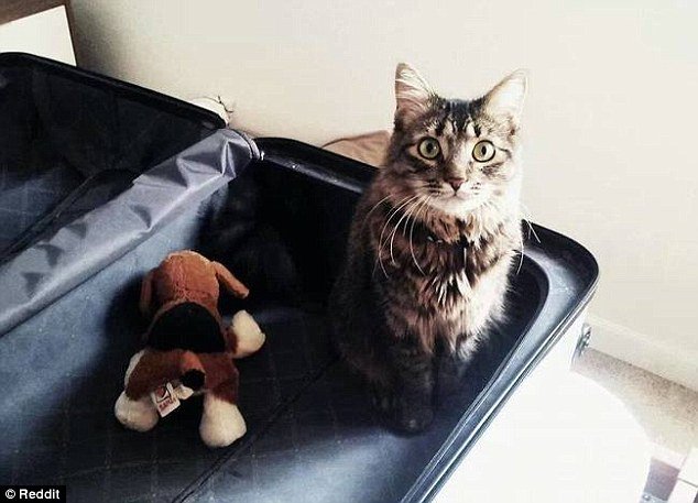 Πάρε με μαζί σου: Κατοικίδια χώνονται στη βαλίτσα για να μην αφήσουν τους ιδιοκτήτες τους να φύγουν [εικόνες] | iefimerida.gr 6