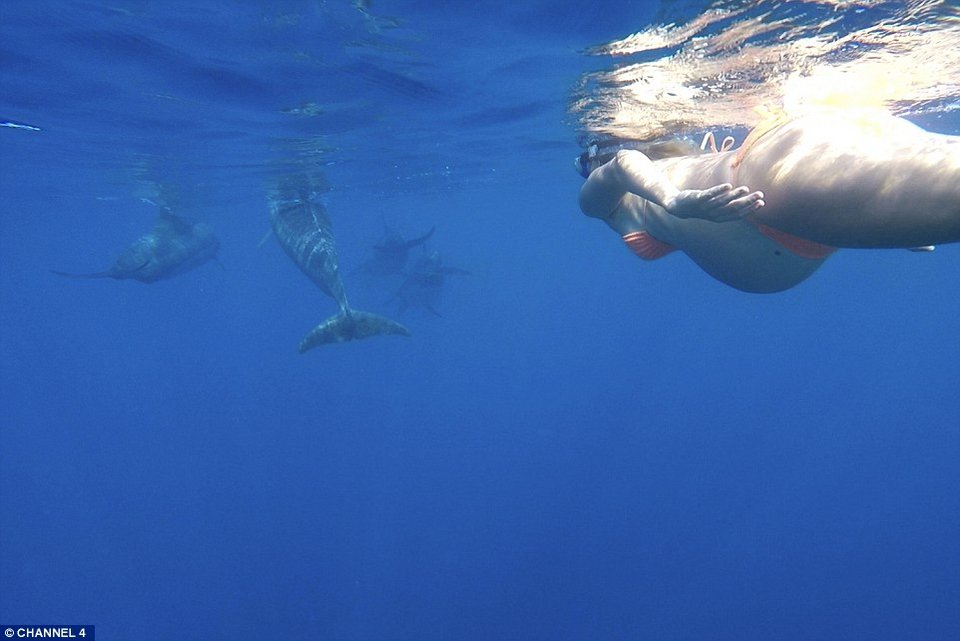 Εγκυος θέλει να γεννήσει στη θάλασσα με τα δελφίνια: Τι φόβους εκφράζουν οι ειδικοί [εικόνες] | iefimerida.gr 3