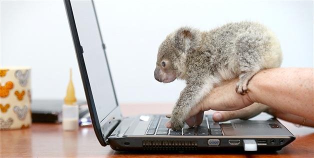 Μικροσκοπικό κοάλα με τάσεις αυτοκτονίας υιοθετήθηκε από μία Αυστραλή [εικόνες] | iefimerida.gr 0