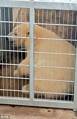 Μετανάστες μπήκαν κρυφά σε φορτηγό για τη Βρετανία και βρέθηκαν μαζί με μία πολική αρκούδα [εικόνες] | iefimerida.gr 2