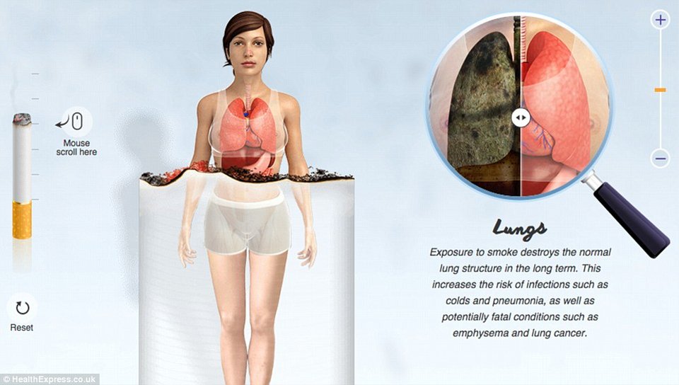 Οι τρομακτικές επιδράσεις του τσιγάρου στο σώμα σε ένα γράφημα - Τα όργανα ενός καπνιστή και ενός μη καπνιστή [εικόνες] | iefimerida.gr 1