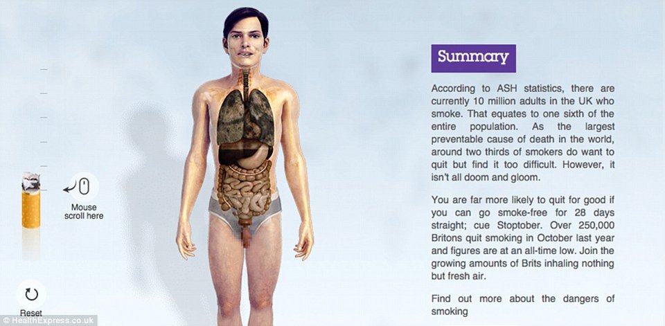 Οι τρομακτικές επιδράσεις του τσιγάρου στο σώμα σε ένα γράφημα - Τα όργανα ενός καπνιστή και ενός μη καπνιστή [εικόνες] | iefimerida.gr 9