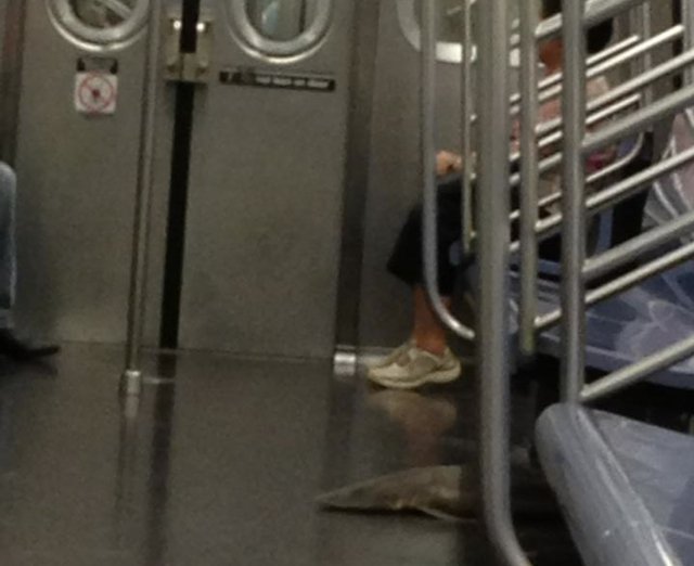 Νεκρός καρχαρίας βρέθηκε στο μετρό της Νέας Υόρκης [εικόνες] | iefimerida.gr 0