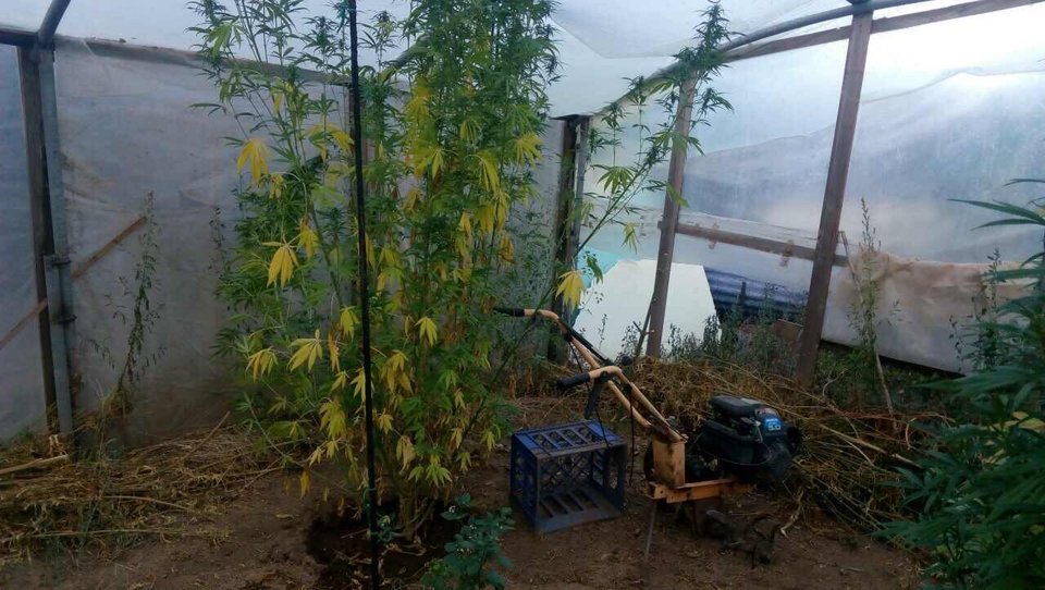 Ιωάννινα: 66χρονος Ελληνας είχε ολόκληρο θερμοκήπιο για να καλλιεργεί κάνναβη [εικόνες] | iefimerida.gr 5
