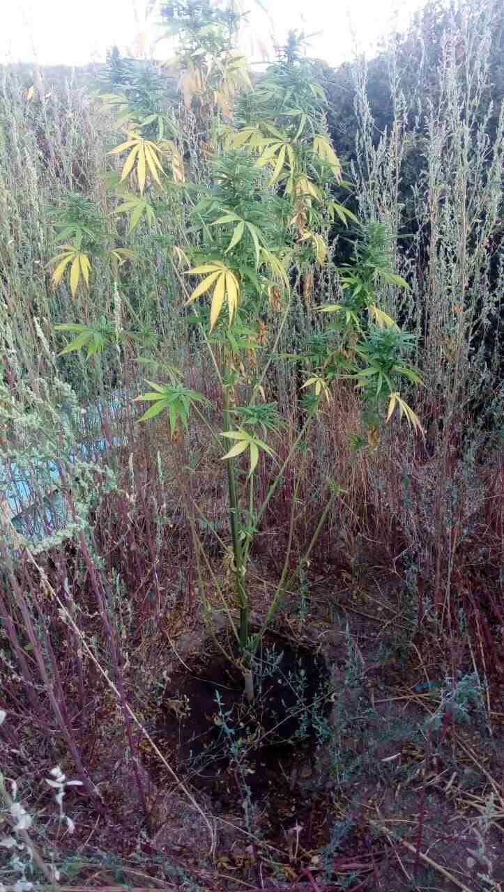 Ιωάννινα: 66χρονος Ελληνας είχε ολόκληρο θερμοκήπιο για να καλλιεργεί κάνναβη [εικόνες] | iefimerida.gr 4